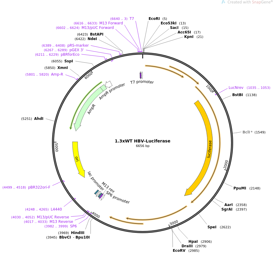 1.3xWT HBV-Luciferase质粒图谱